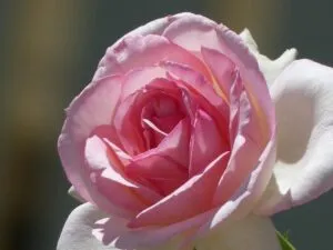 eau de rose